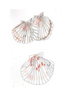 http://francesleeceramics.com/files/gimgs/th-42_scarborough scallop shells-web.jpg